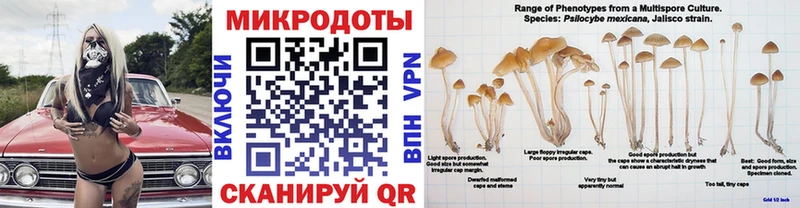 Купить закладки  Стародуб  Псилоцибиновые грибы Psilocybine cubensis 